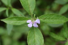 Impatiens minor